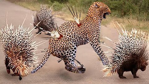 Top 10 Animals Died Tragically When It Tried To Attack The Porcupine - Leopard, Lion, Cheetah