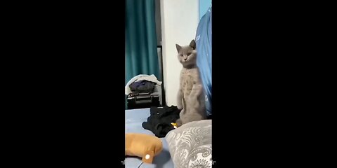 Funny and Interesting Videos Of Cats And Dogs023