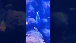 sea 🌊 creatures @ aquarium of the Pacific