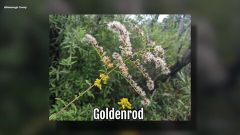 Goldenrod | Sarah's Walking Club Fall Scavenger Hunt