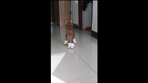 Best Funny Animal Videos 🤣🤣 |Adorable Dog with His new Shoes😂