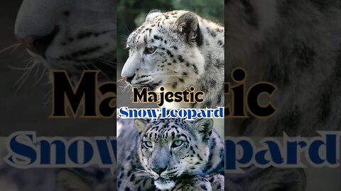 Majestic Snow Leopard: Its Legit Facts #snowleopards #snowlepardfacts #wildlifefacts