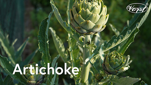 Artichoke - Superfood for Liver