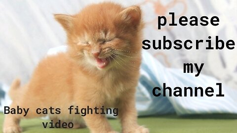 Baby cats fighting and compilation video | Funny cats animals video | Animals wildlife video |