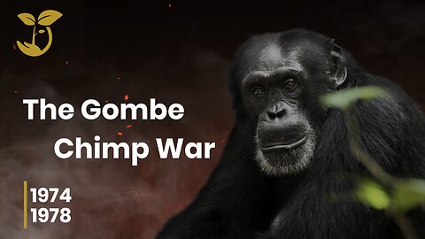 The Gombe Chimpanzee War | Brothers4Change