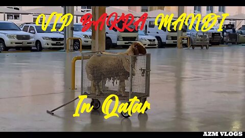 Vip bakra Mandi of Qatar| Eid 2020 Qurbani | Sunnat E Ibrahimi