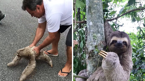 Sloth Rescued from middle of the road , So the Sloth waves and smiles at rescuer