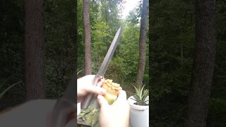 Best Way to Grow Pineapple from Top!