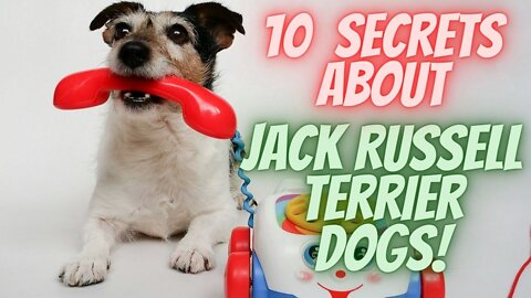 Ten facts You Didn’t Know, About Jack Russell Terrier Dog.