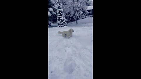 Dog in snowy heaven