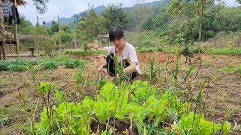 Harvest garlic and plant more peanuts, Live With Nature