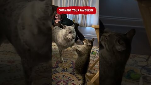 Funny Cat Pets Shorts Compilation