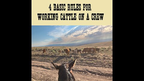 4 Basic Rule for Working Cattle on a Crew