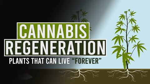 Cannabis Regeneration: Your Guide to Immortal Plants!
