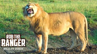 Two Bila-Shaka Male Lions With The Topi Lion Pride | Maasai Mara | Zebra Plains