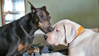 Calm, Affectionate Play Between a Blue Doberman and Dogo Argentino Puppy (Emma & Darla)