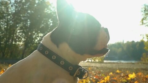 Portrait french bulldog in the park or forest with breathtaking autumn landscape Fallen leaves on t