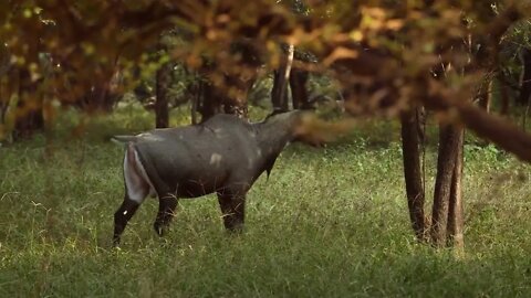 Nilgai or blue bull is the largest Asian antelope and is endemic to the Indian subcontinent. The sol