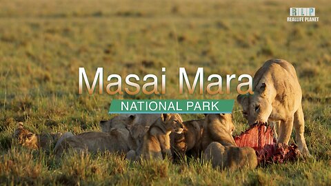 Lion Safari Maasai Mara National Reserve Kenya | Video -01