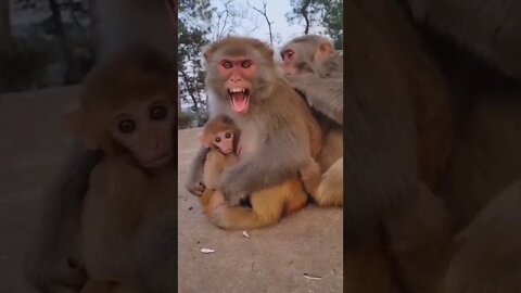 mother monkey protects her child ... Pls Like, Subscribe and Comment. THank you