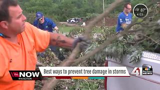 How to prevent tree damage before severe weather