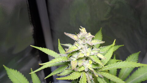 Peyote Gorilla x SSSDH x 9 Pound Hammer Marijuana Seeds Are Almost Done