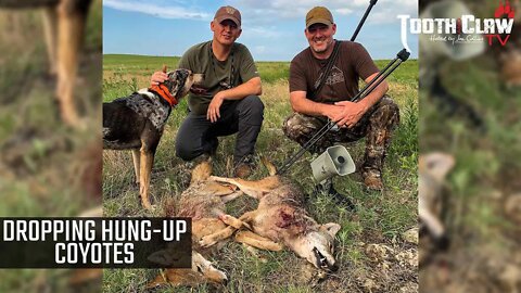 Dropping Hung Up Coyotes - Coyote Hunting