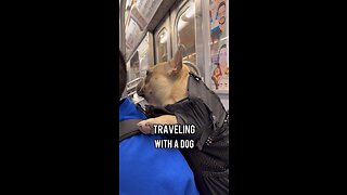 Traveling With Your Dog | Mochi The French Bulldog
