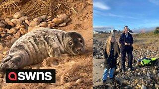 Inspirational 11-year-old environmental campaigner saves the life of distressed seal pup