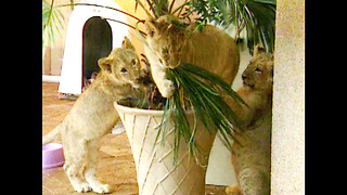 Family Live With Lions