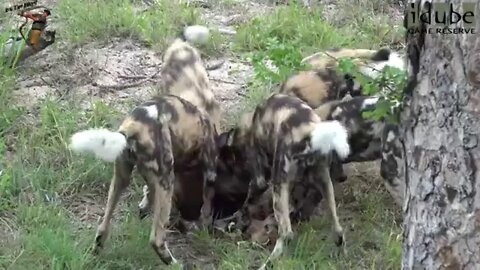 African Painted Dog Pack With An Impala Lamb