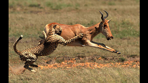 A terrible fight between a wild boar and a hungry lioness | The world of predators