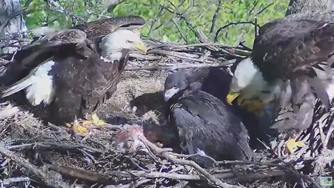 Hays Bald Eagles Dad brings in a Rabbit Mom feeds 2022 05 09 940am