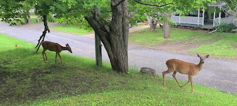 Deer in the neighborhood