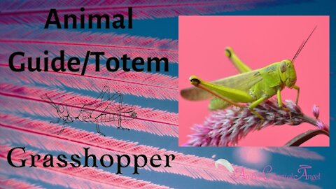 GRASSHOPPER Animal Guide/Totem Meaning