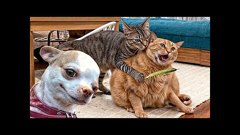 Cute funny baby cats dogs 🐈🐕🤪😀😁 #shorts #petanimals #cats #dogs #babyanimals #viralvideo