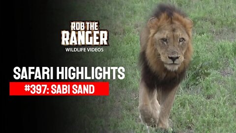 Safari Highlights #397: 06 - 10 April 2016 | Sabi Sand Wildtuin | Latest Wildlife Sightings