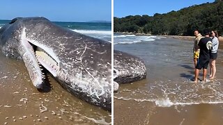 Massive Sperm Whale Washes On Shore In New Zealand