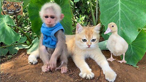 #cut_cat_and_monkey_funny_video #animal_funny_video