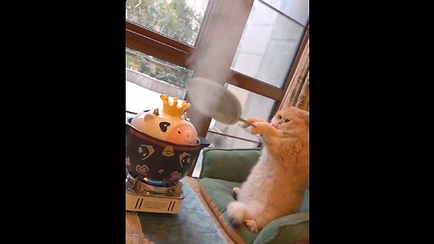 Cat cooking