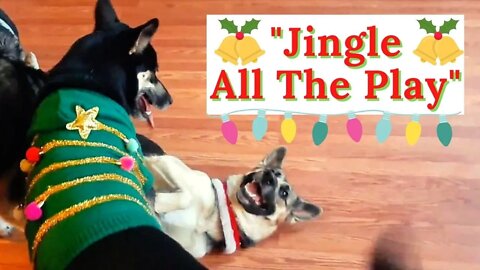 Jingle All The Play | Shepsky Sisters From Same Litter
