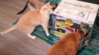 Cats with New Box