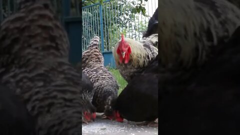 Rooster Chickens