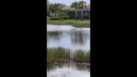 Ralph Checks In After Hurricane Ian #4K #HDR #DolbyVision￼