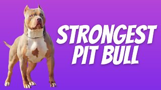 Strongest Pit Bull Competition