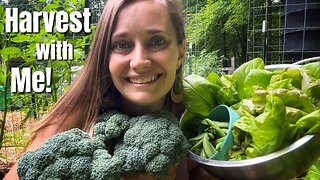 Early Summer Vegetable Garden Harvest