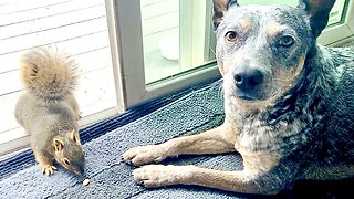 Part 4 of 6: The Best of ZIPPY BLUE HEELER the Mini Australian Cattle Wonder Dog!!