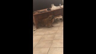 Chihuahua finds clever way to scratch his back