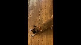 DOG GETS A SAUSAGE AND STARTS DANCING