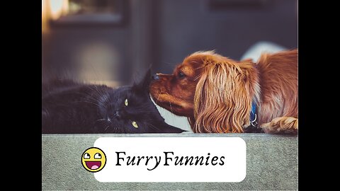 "Paws and Whiskers Comedy Show: Hilarious Cats and Dogs Moments!"